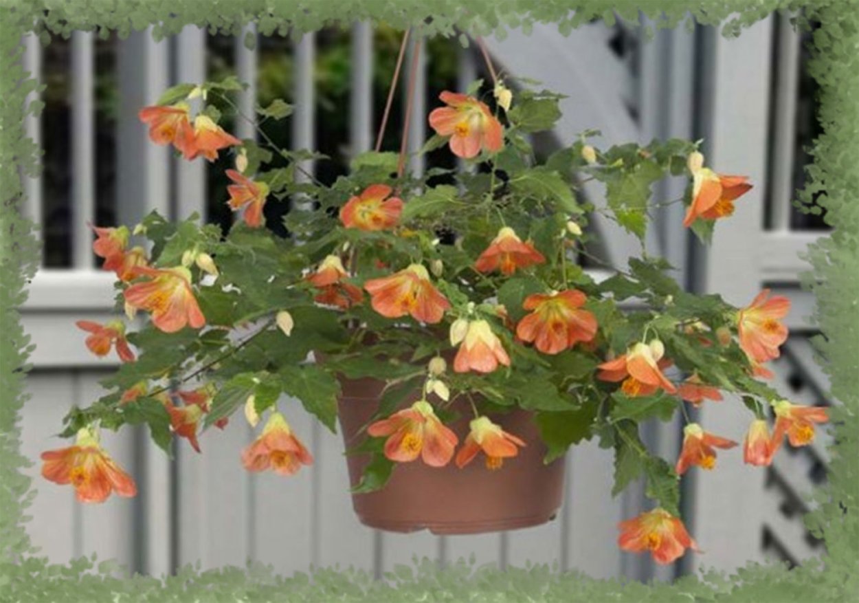 Колерия (Kohleria)