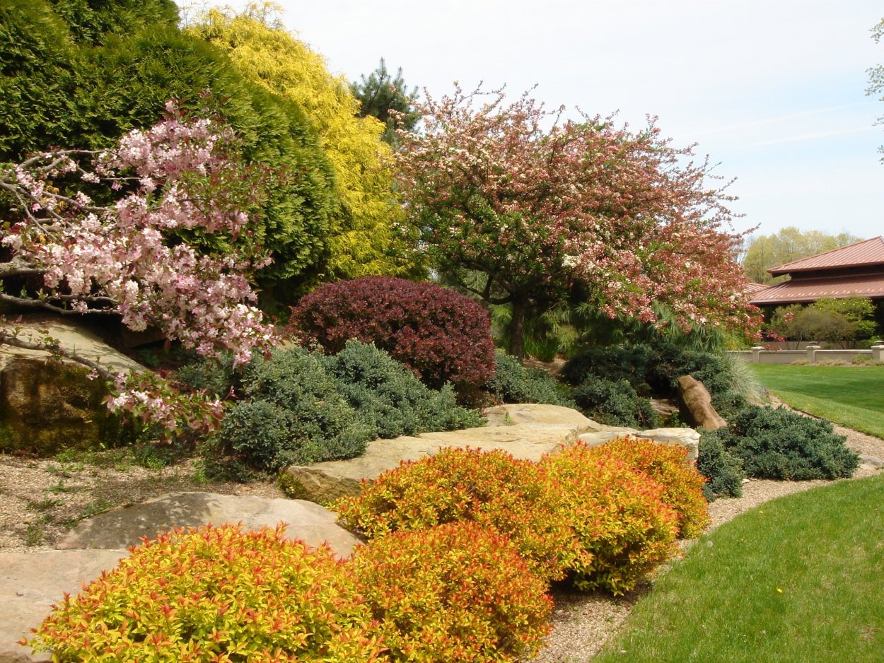 Спирея японская фитопластика