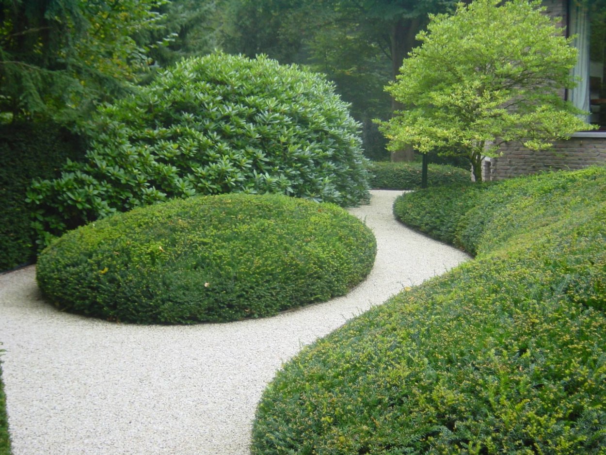 Спирея геопластика