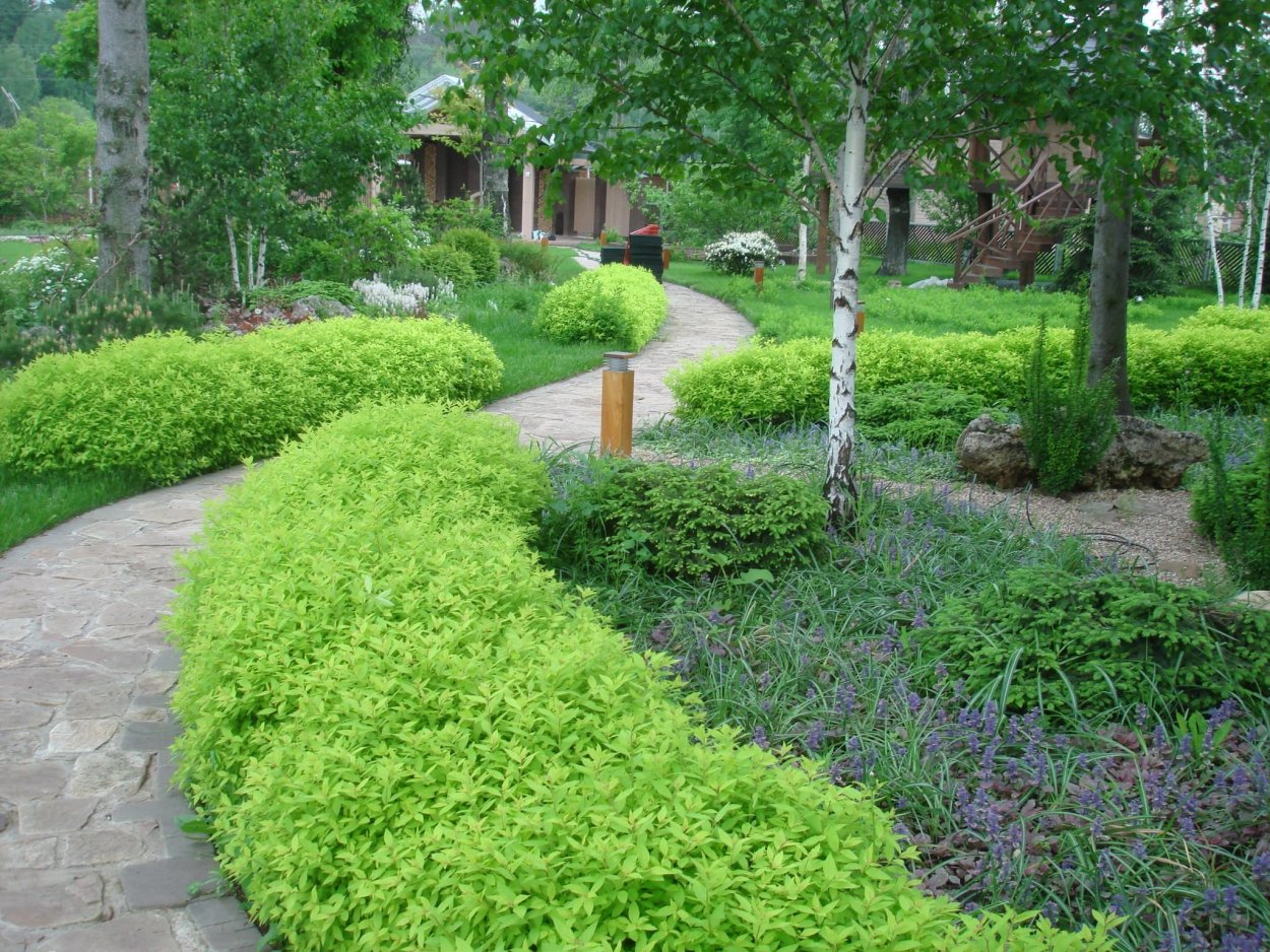 Спирея березолистная Живая изгородь