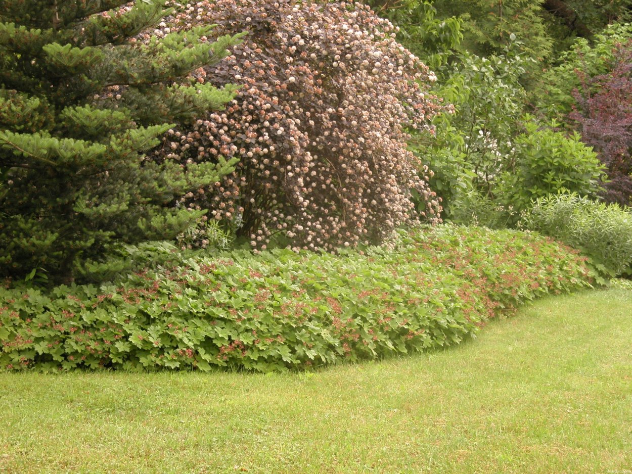 Снежноягодник Живая изгородь