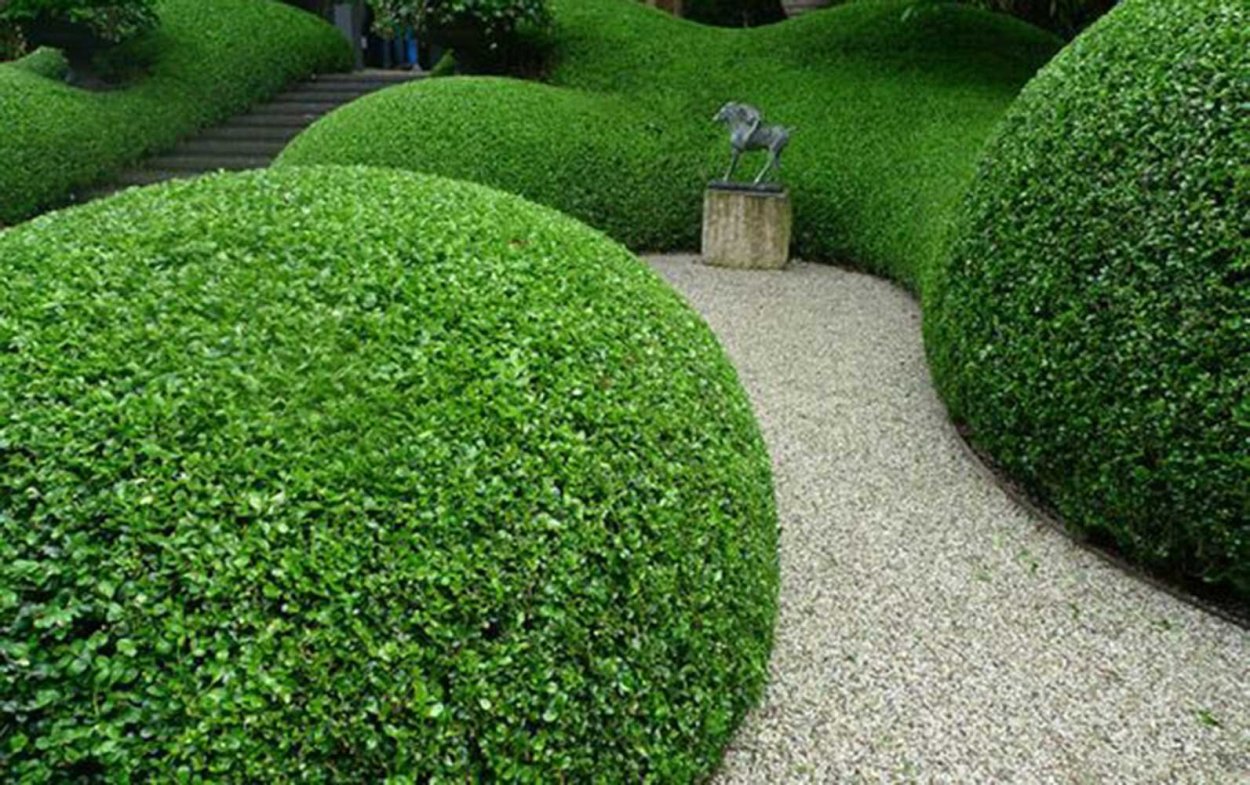 Кизильник Живая изгородь сад