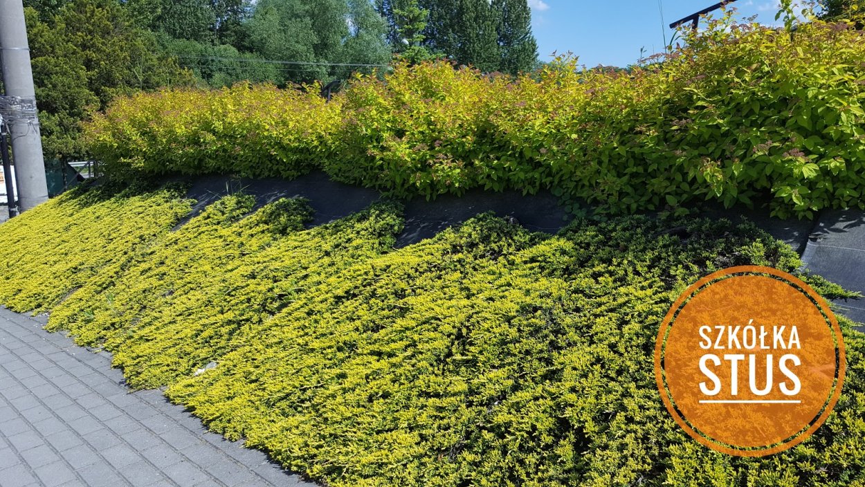 Спирея японская Golden Carpet