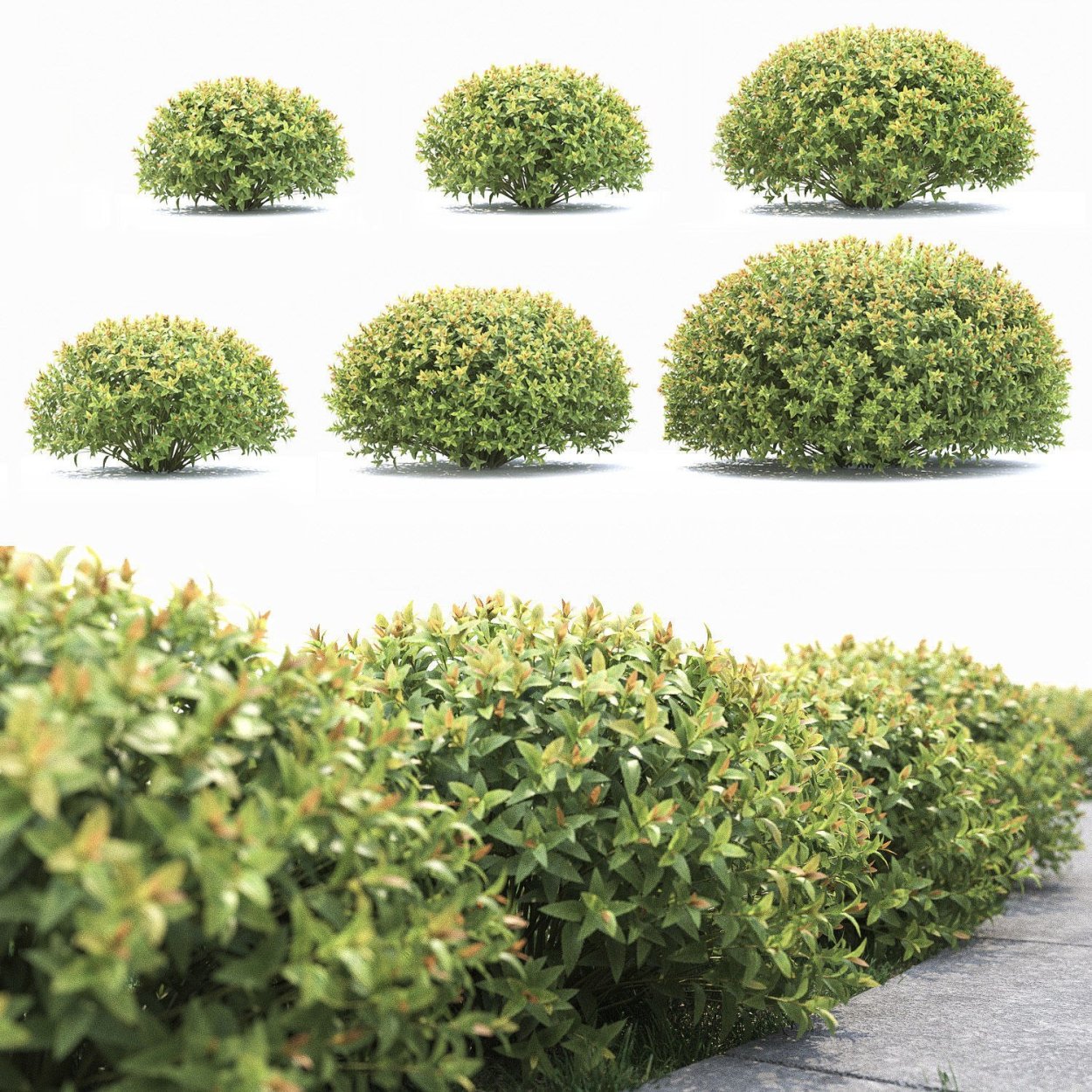 Топиарная стрижка спиреи японской