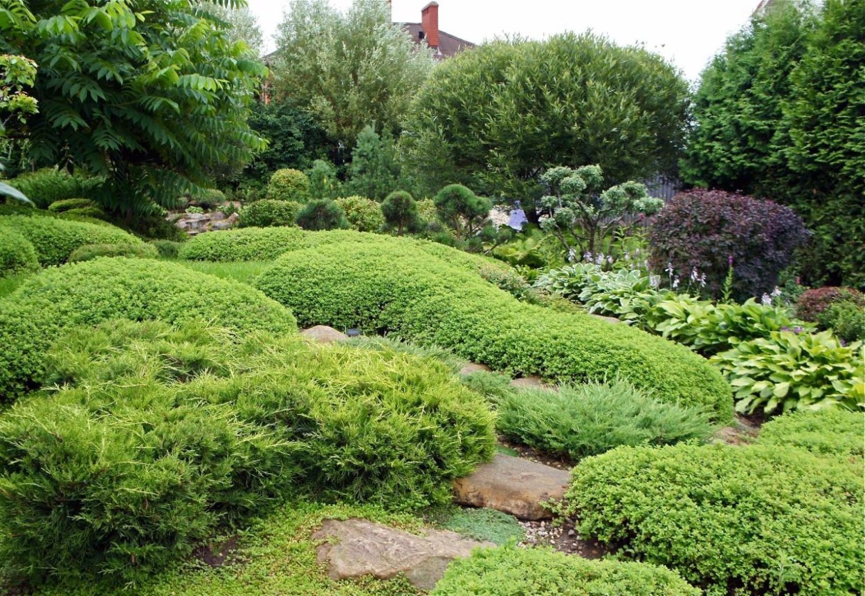 Спирея японская фитопластика