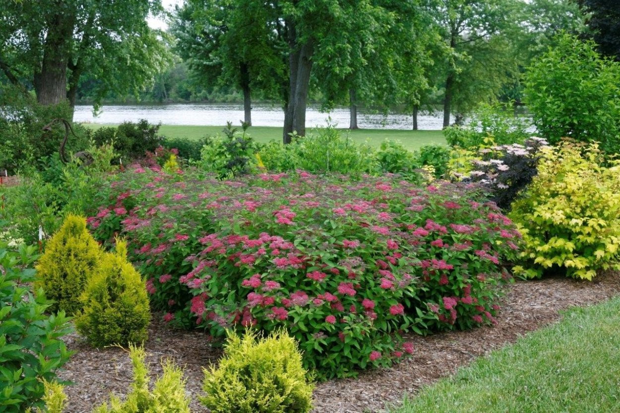 Спирея Кантри ред