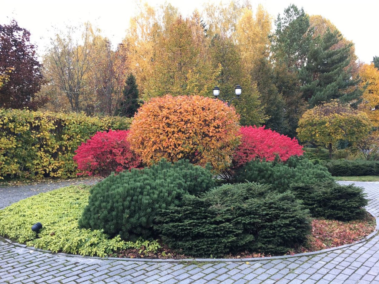 Стефанандра надрезаннолистная в ландшафте