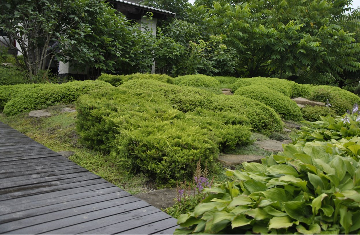 Фитопластика спирея