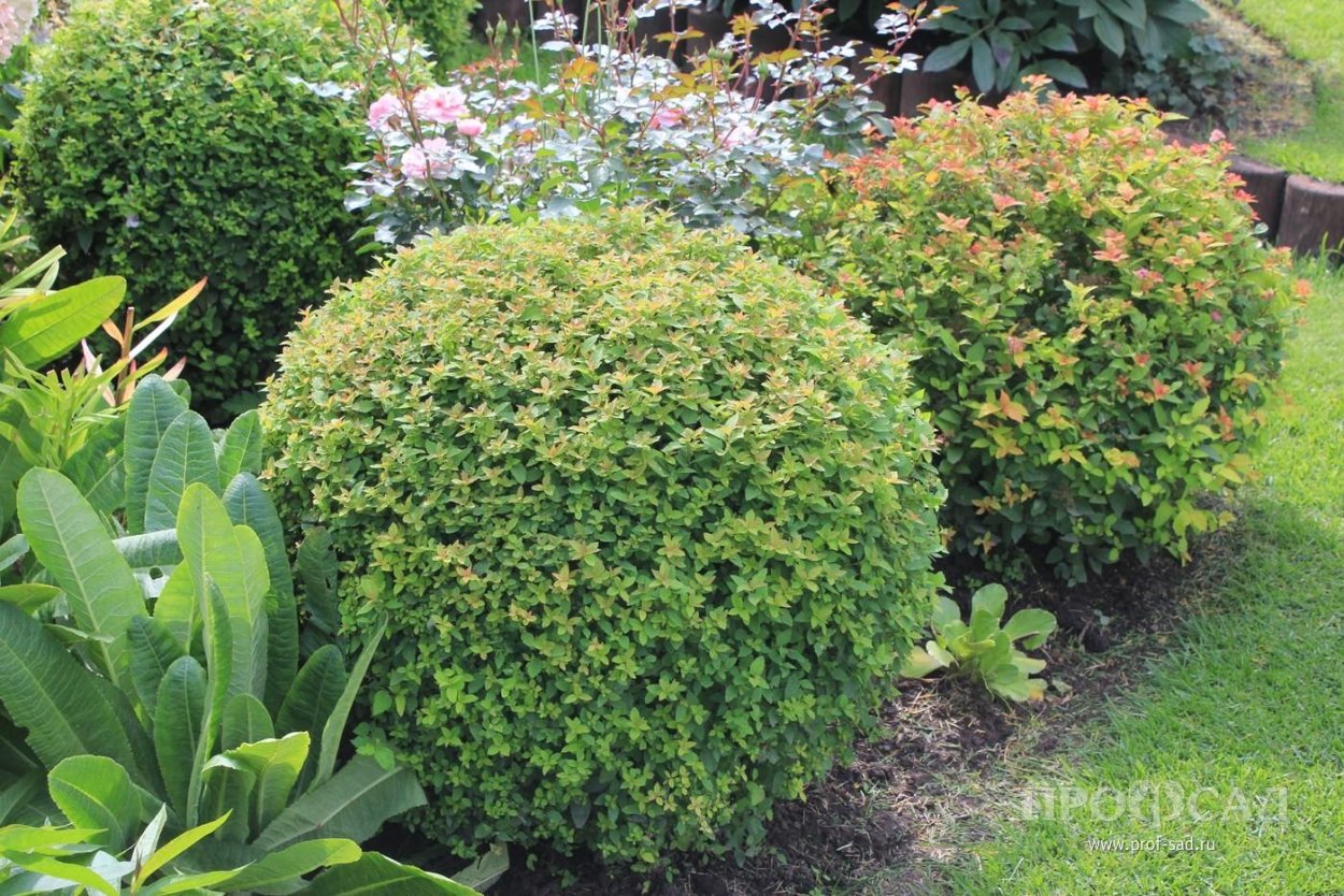 Спирея японская шаровидная