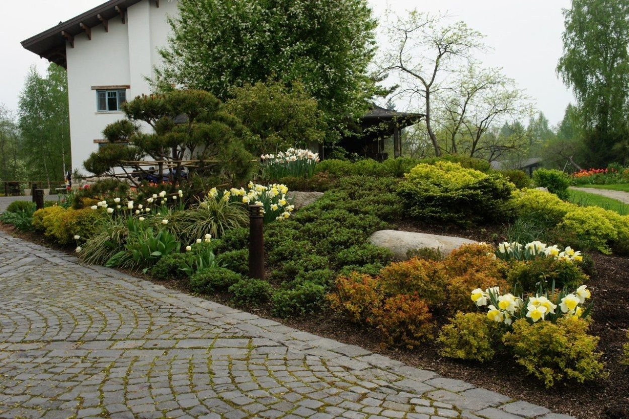 Фитопластика лапчатка