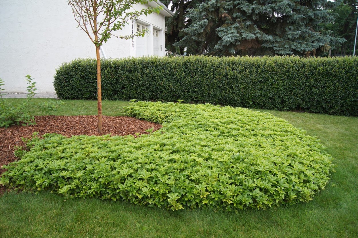 Пахизандра верхушечная Грин карпет