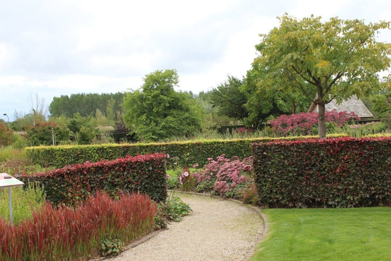 Кизильник Живая изгородь сад