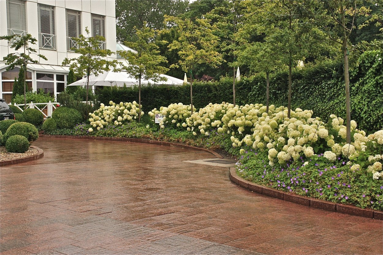 Гортензия и кизильник