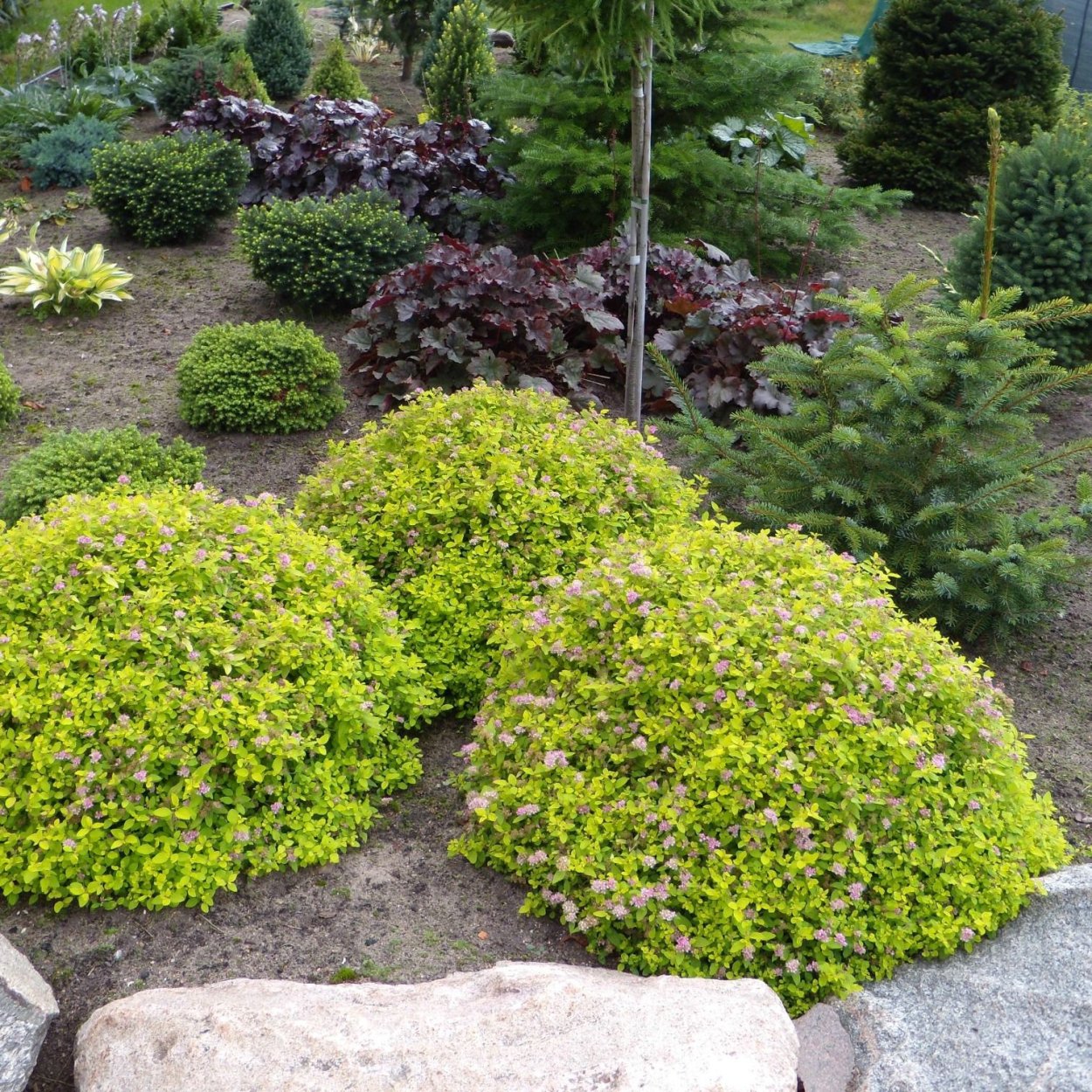 Спирея японская голдкарпет