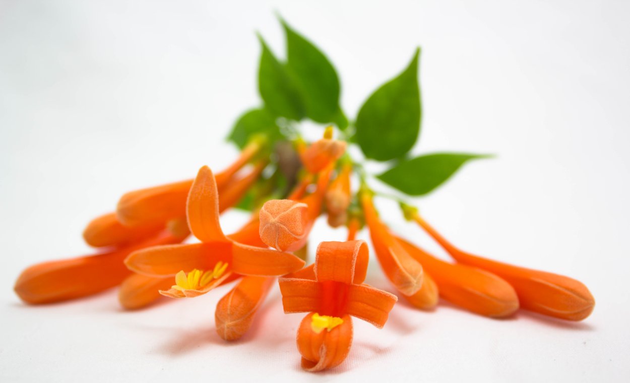 Эстетика в оранжевых тонах