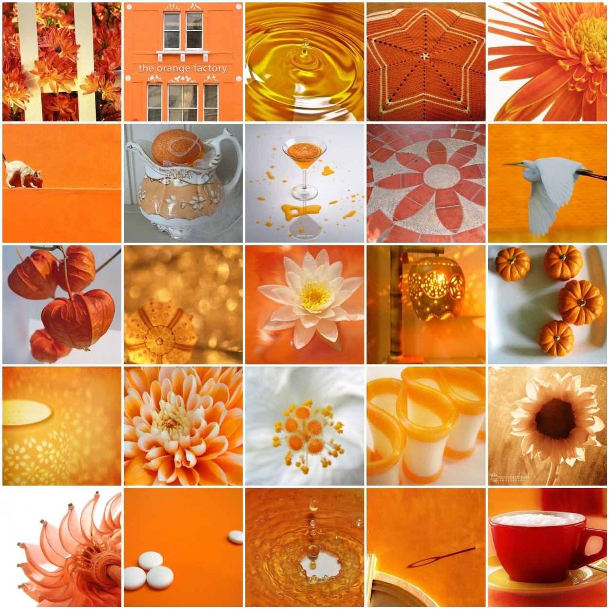 Калла сорт манго