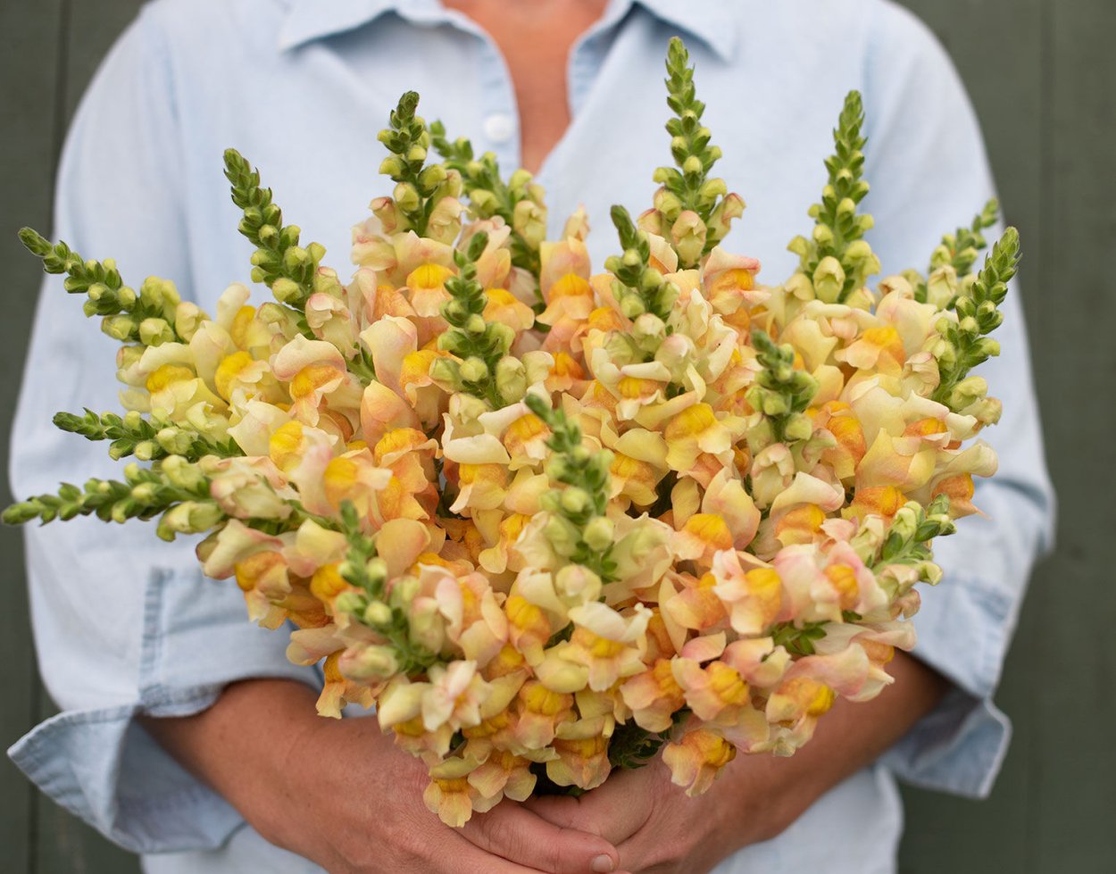 Ранункулюс Африканский