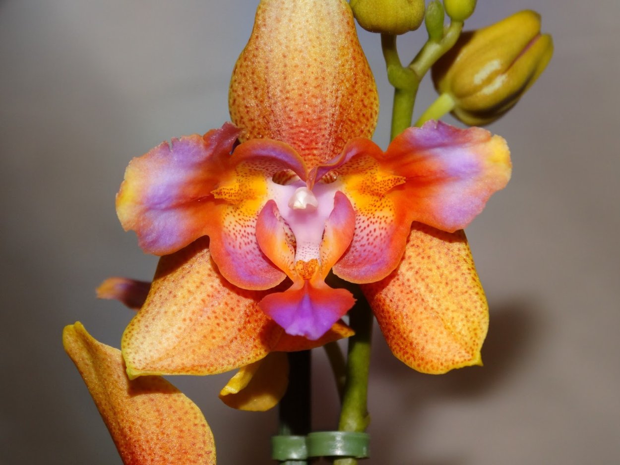 Орхидея пелорик бабочка