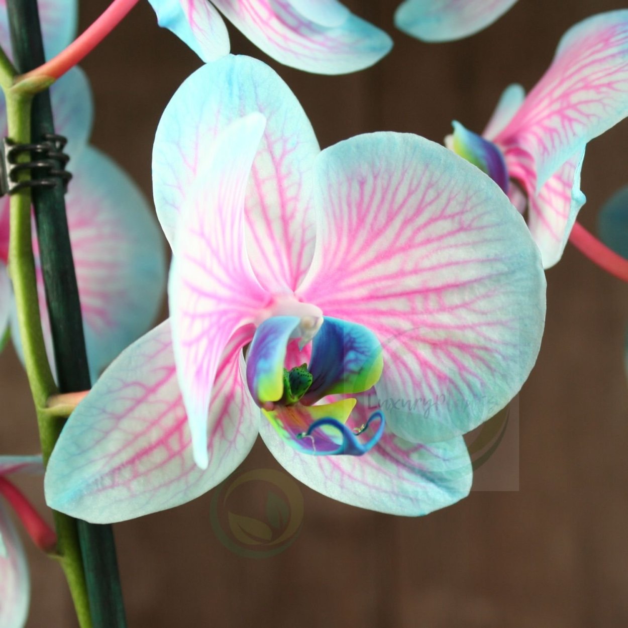 Фаленопсис Биг лип Наоми