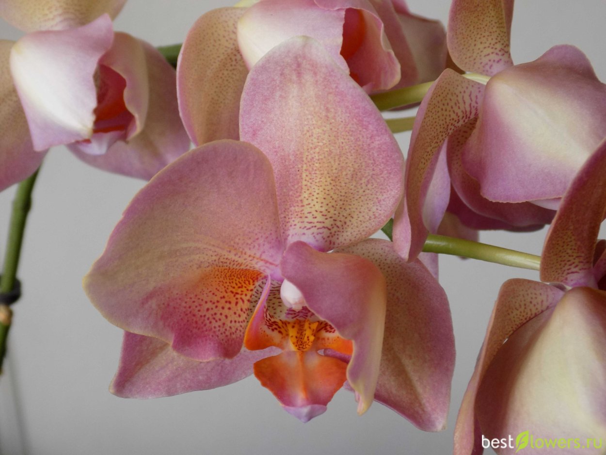 Фаленопсис Сого Бьянка