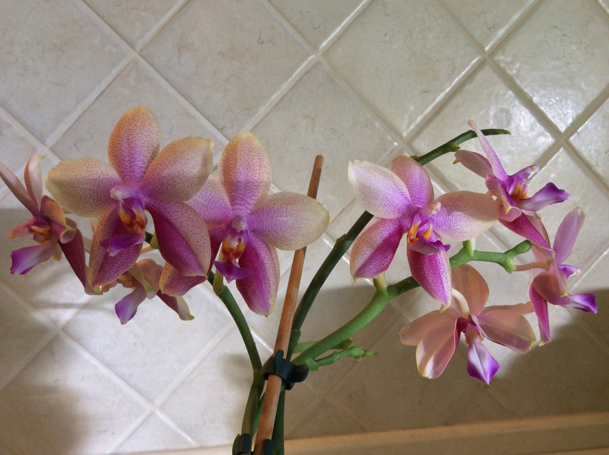 Орхидея фаленопсис легато