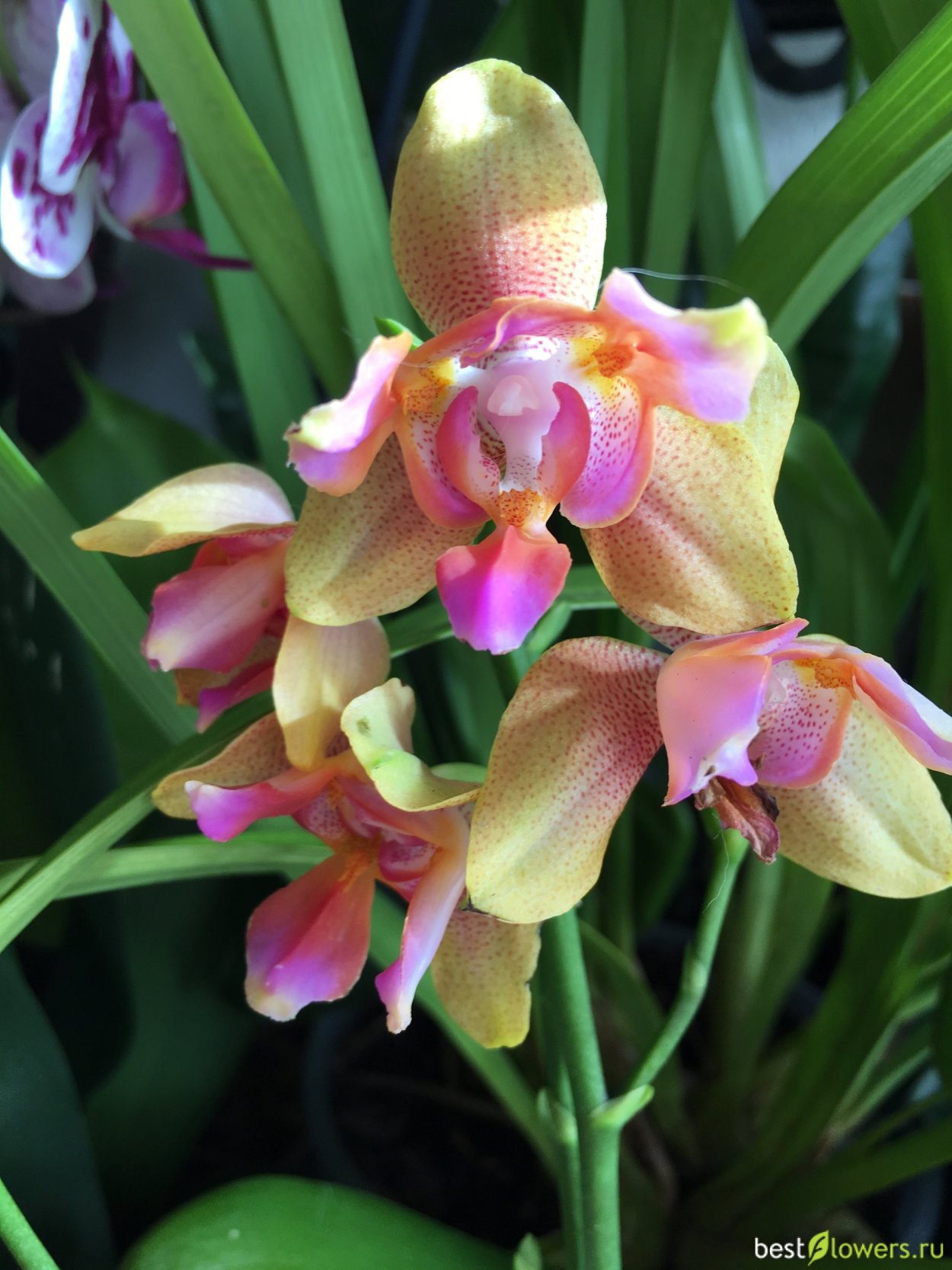 Фаленопсис equestris peloric 3 Lips