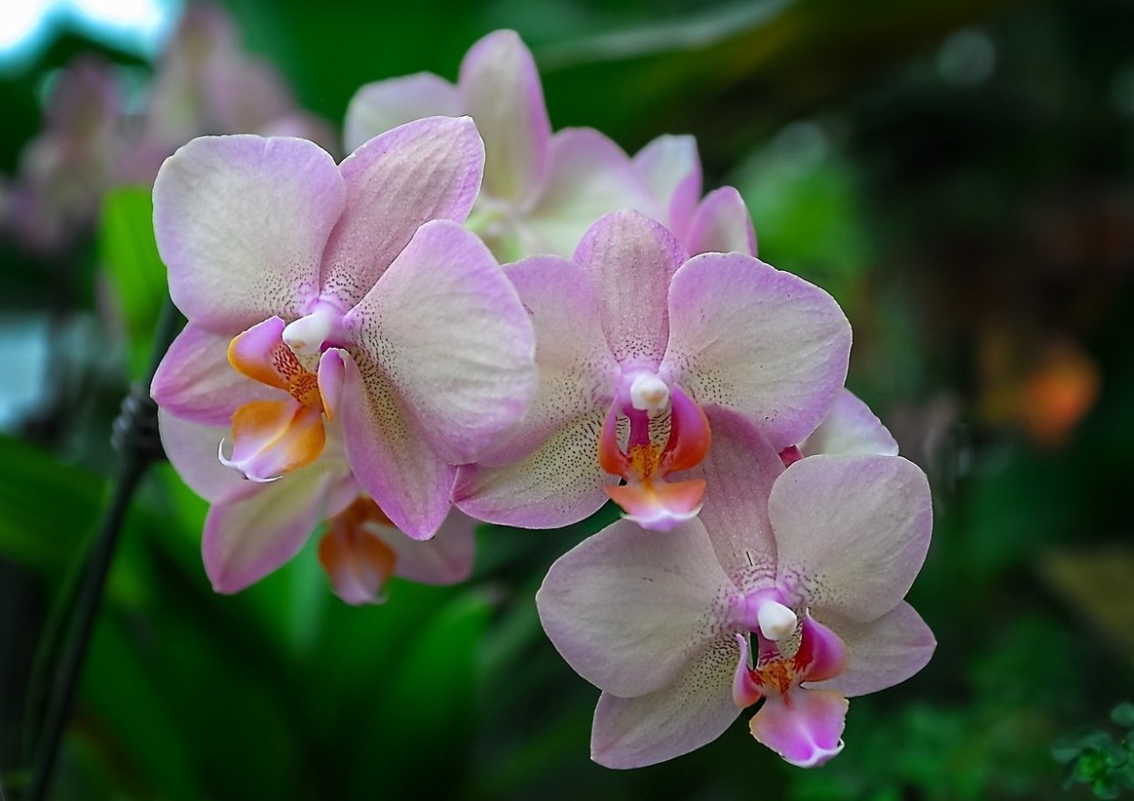 Phal. Equestris (peloric - 3 Lips)