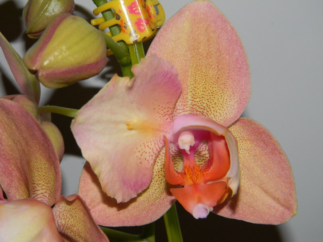 Орхидея фаленопсис Кандела