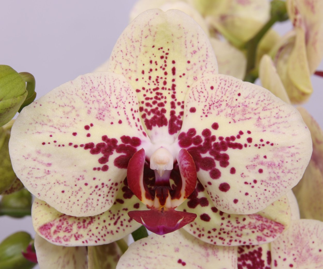 Anmio Gentleman an-6608 размер цветок