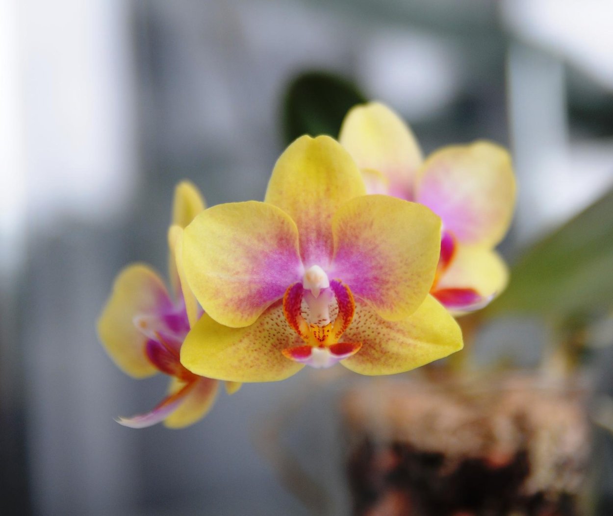 Фаленопсис first Delight