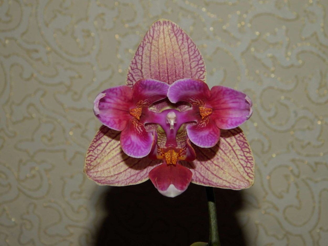 Фаленопсис Моргана