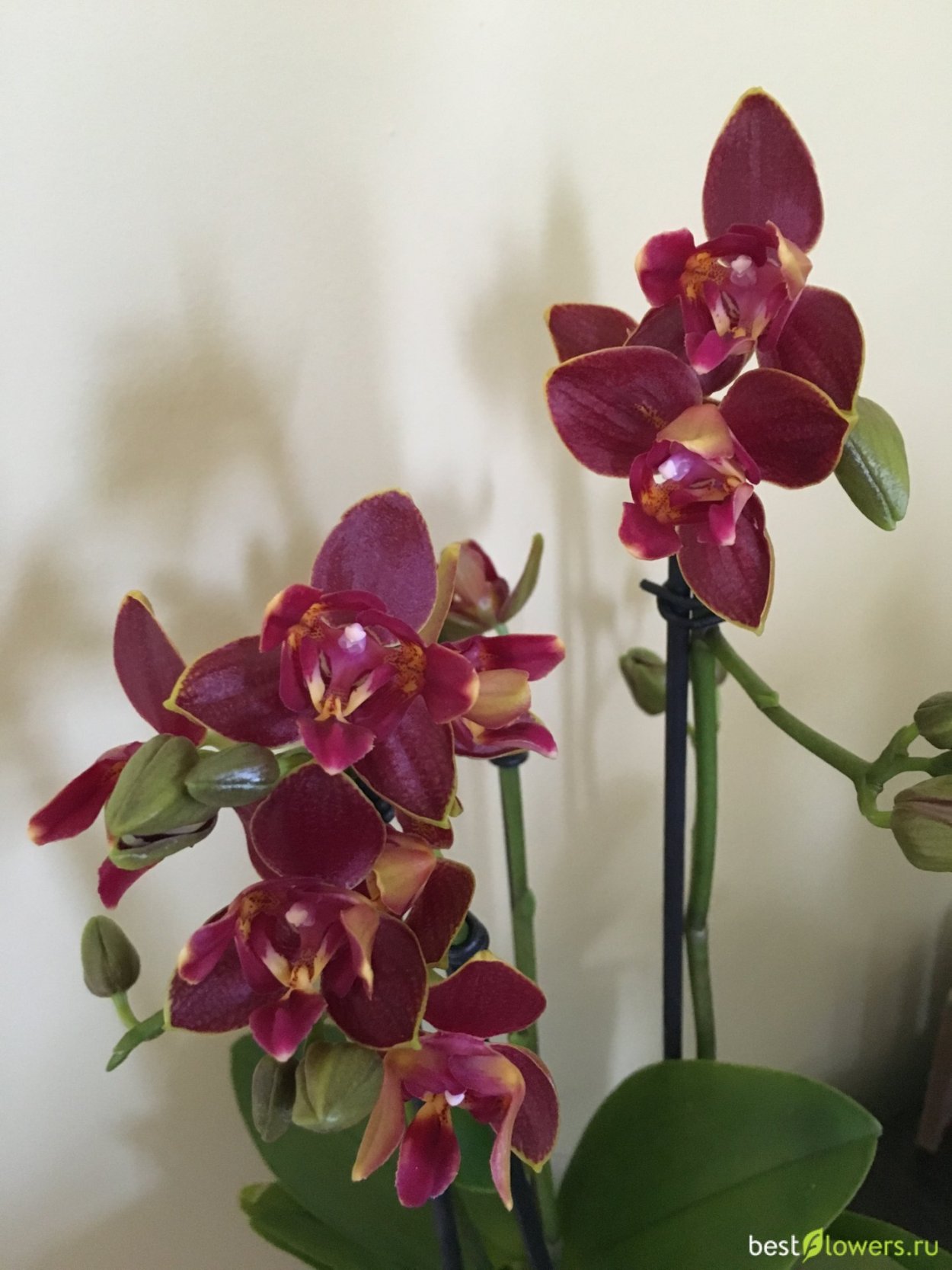 Фаленопсис оранж блоссом