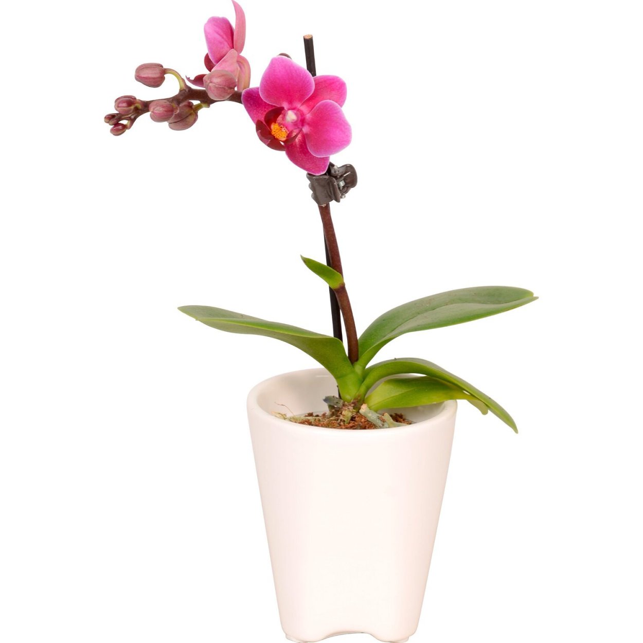 Лиодоро Орхидея