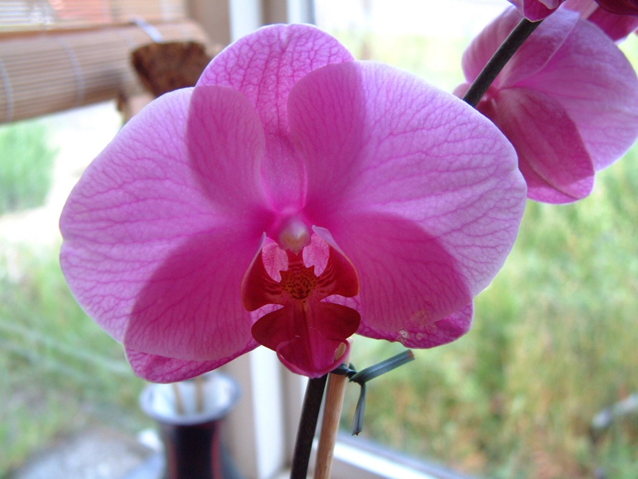 Фаленопсис бананка