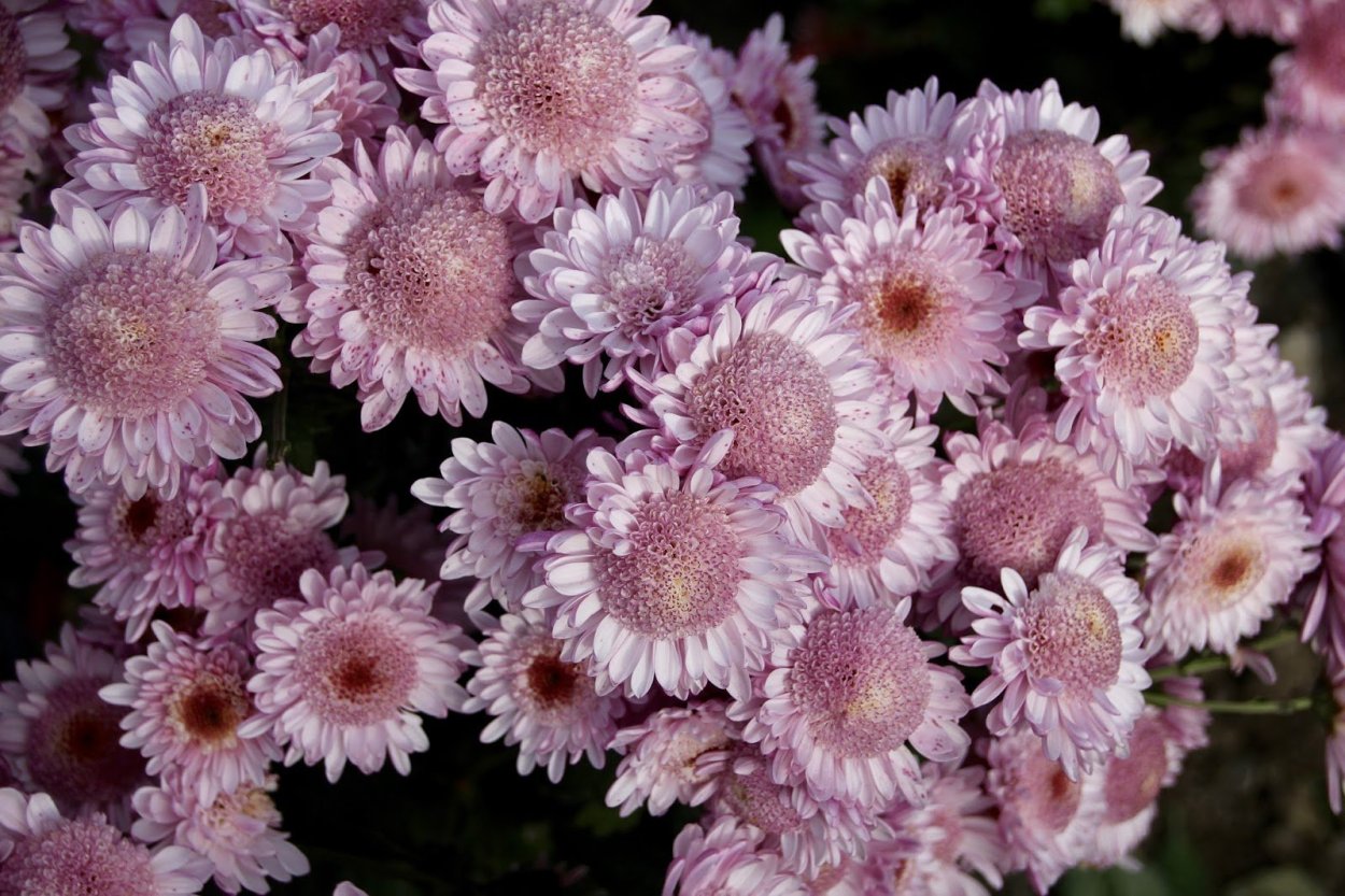 Хризантема диавеле Пинк