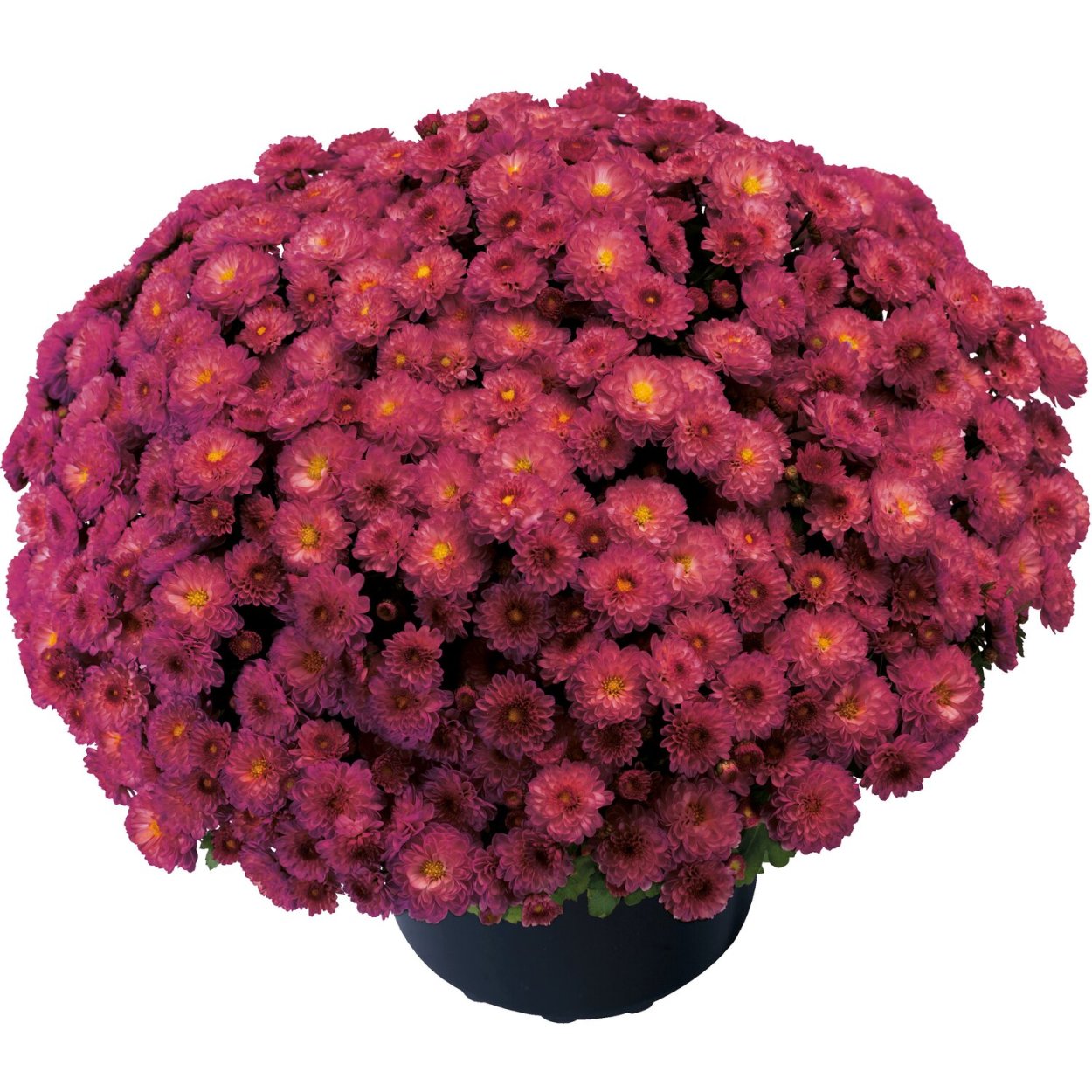 Хризантема корейская Вивилли