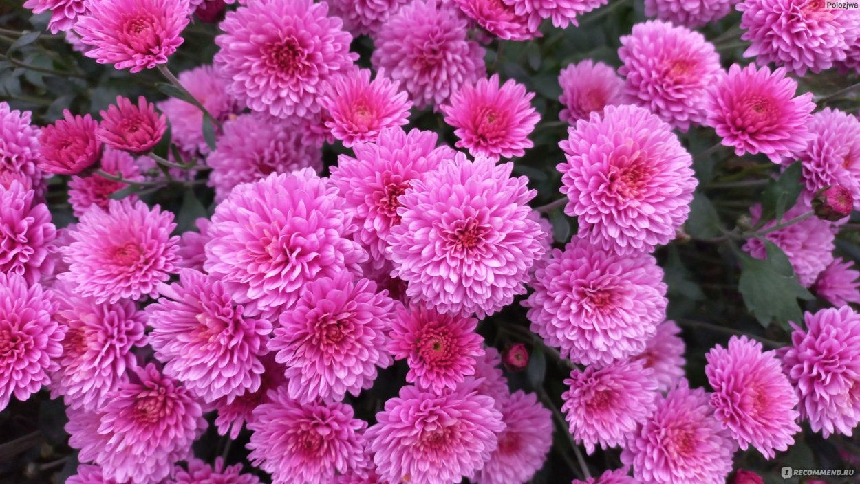 Хризантема Allouise Pink