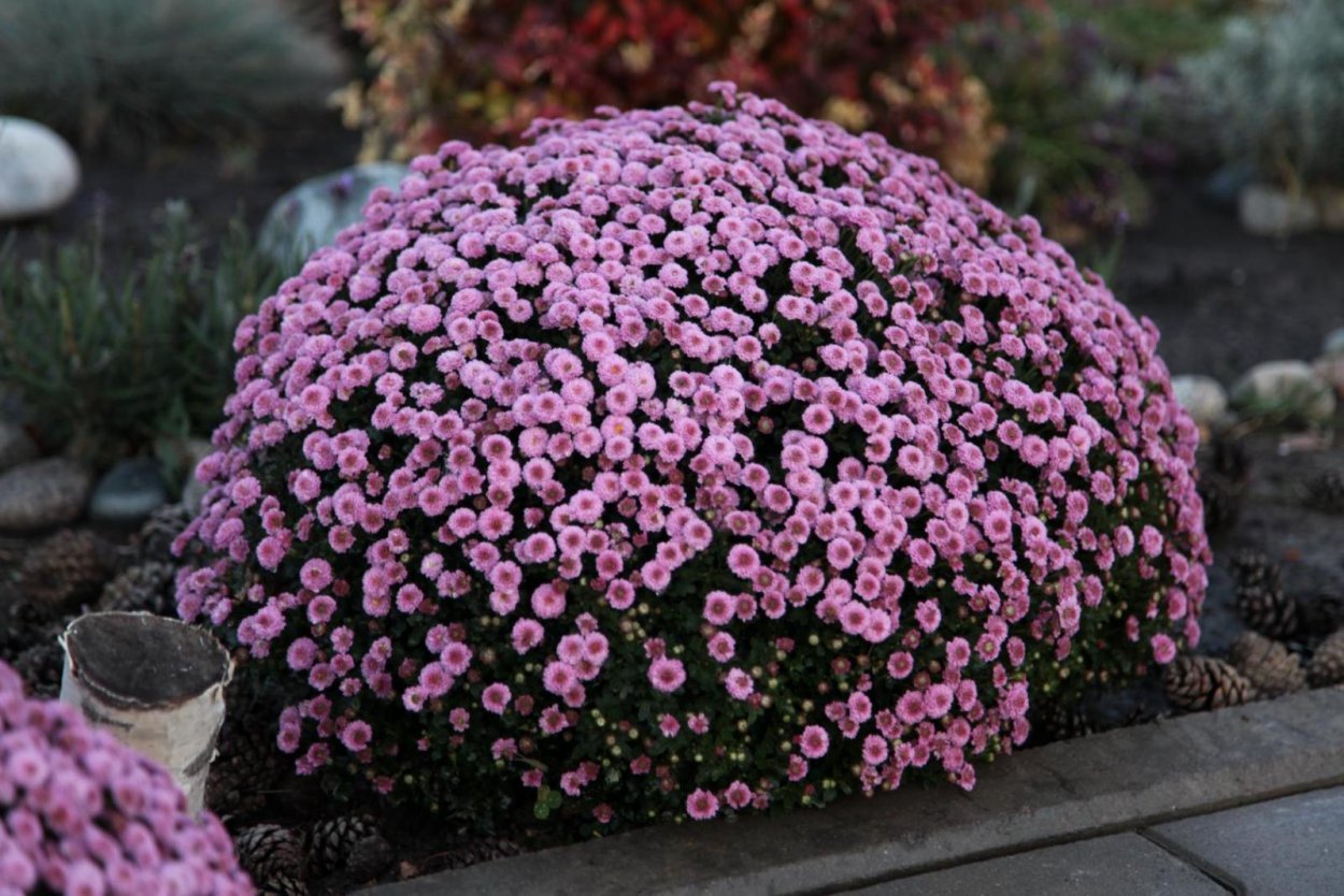 Хризантема шаровидная Садовая