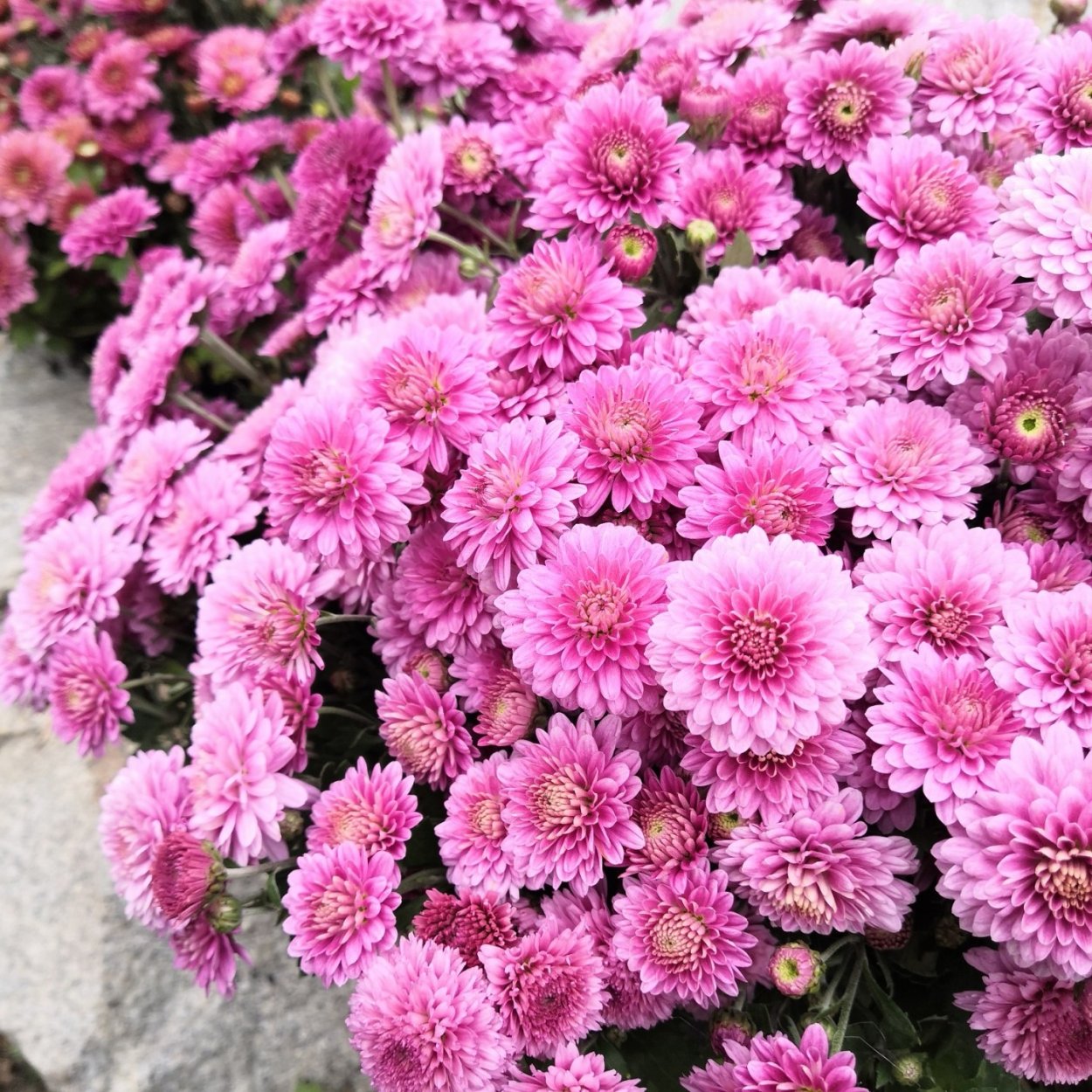 Дастин Пинк Хризантема мультифлора