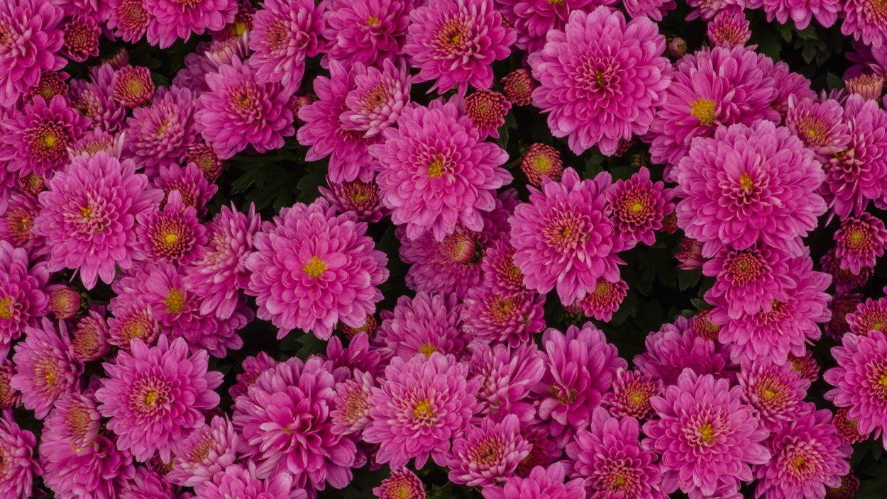 Хризантема мультифлора Балиос