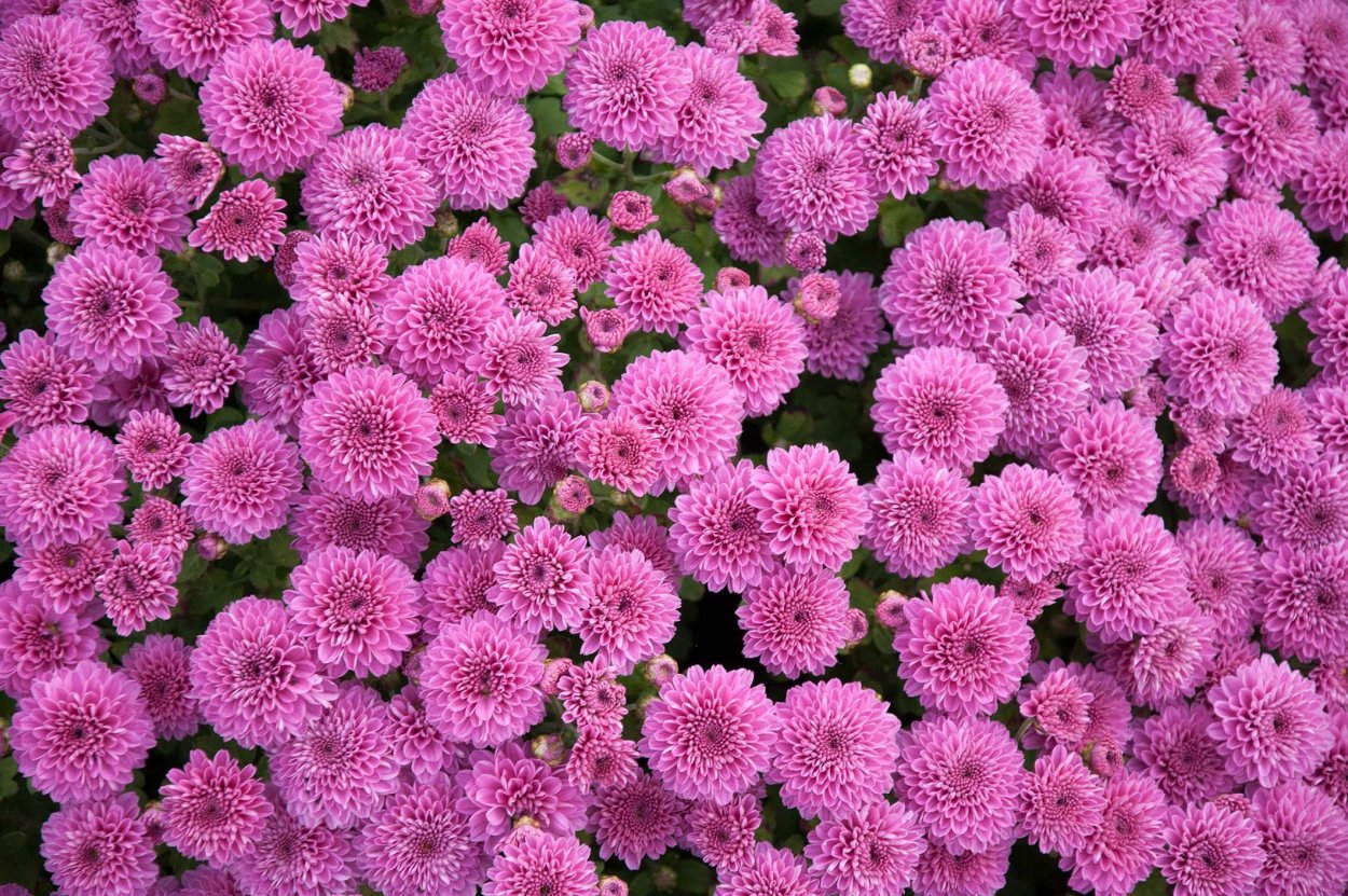 Хризантема мультифлора Браниндио