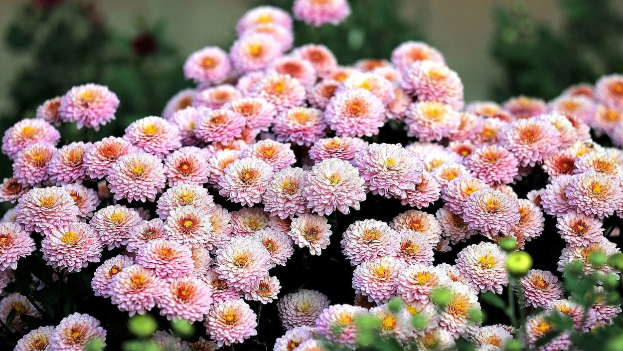 Бранхил ред Хризантема мультифлора