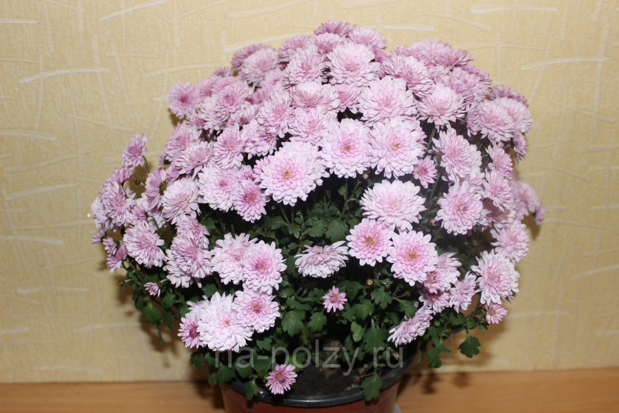 Хризантема мультифлора Бранбич коралл