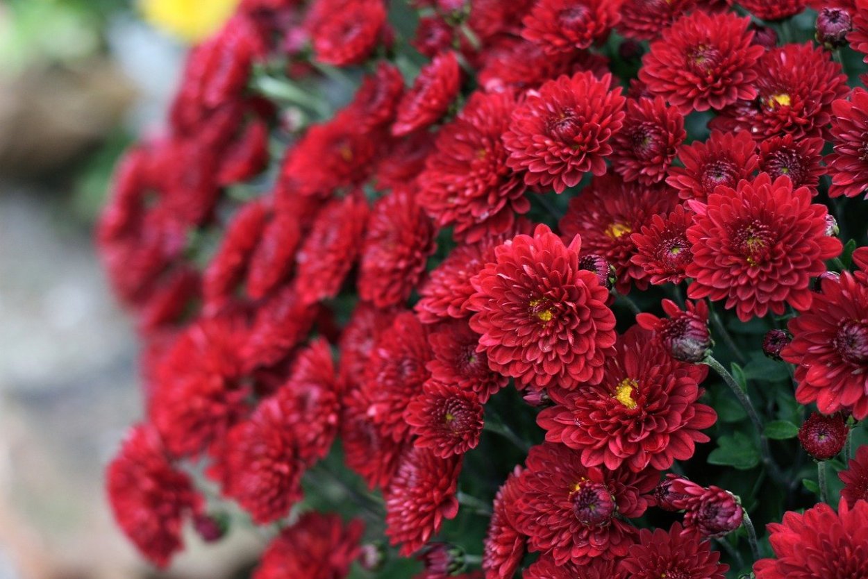 Хризантема мультифлора ред