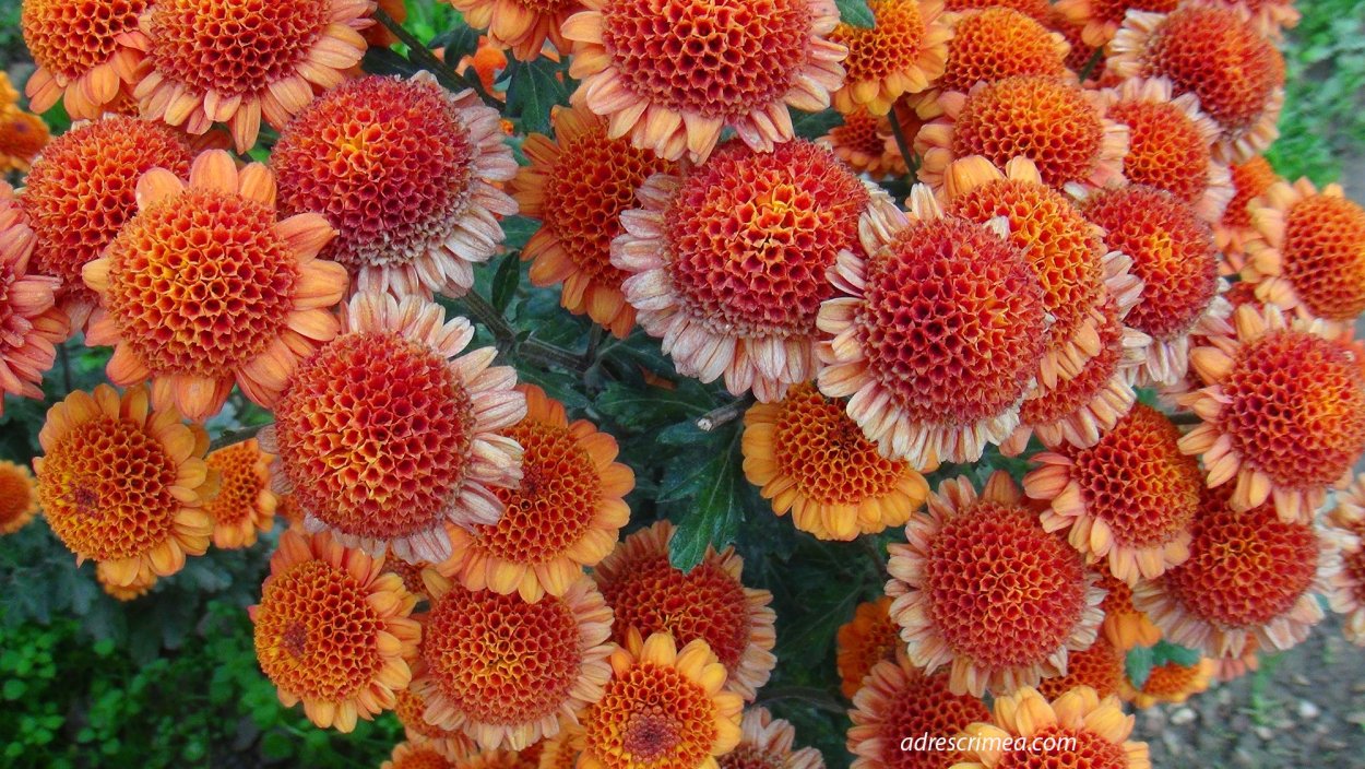 Хризантема Барбара Рэд