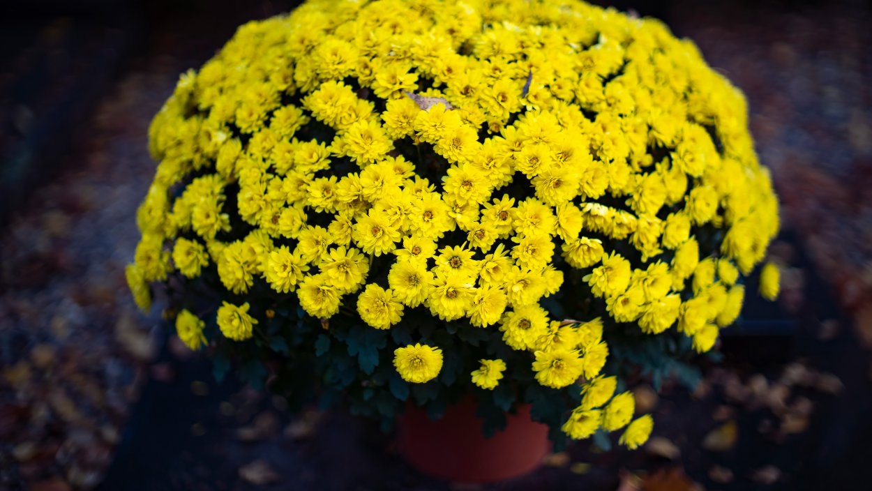 Хризантема мультифлора Gigi Dark Pink