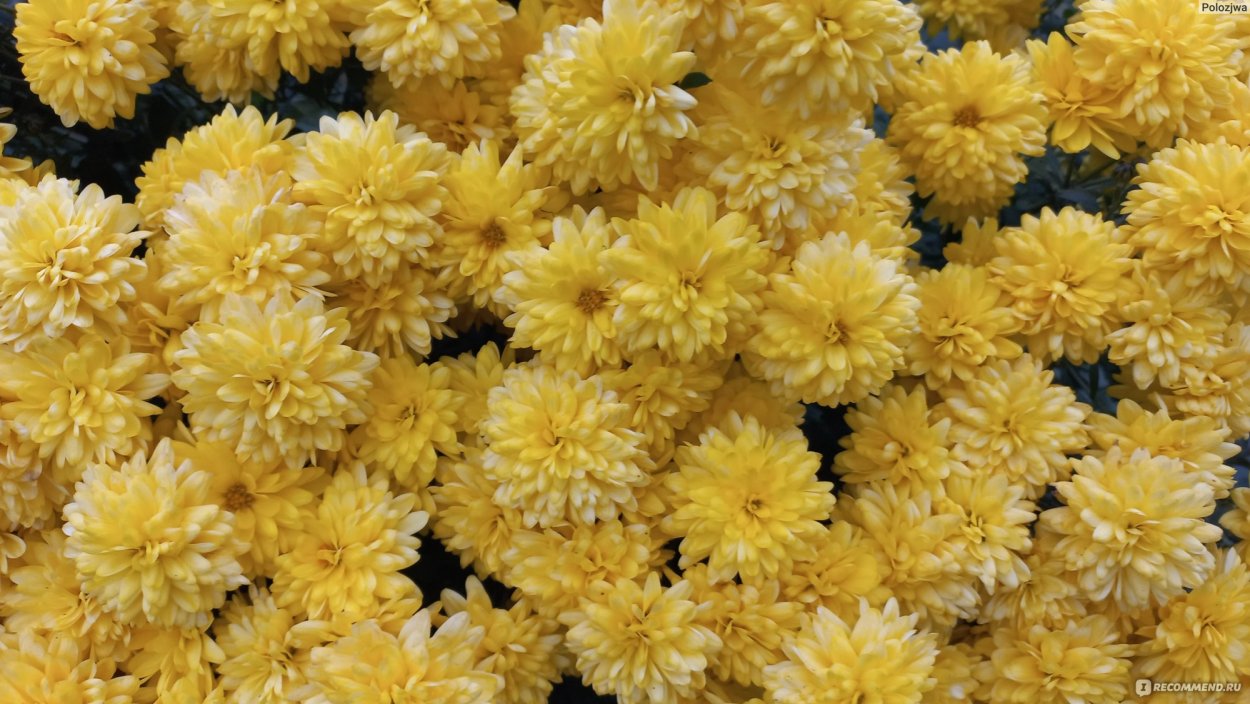 Клещ на шаровидных хризантемах