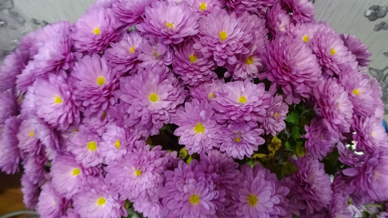 Хризантема Baltica Pink