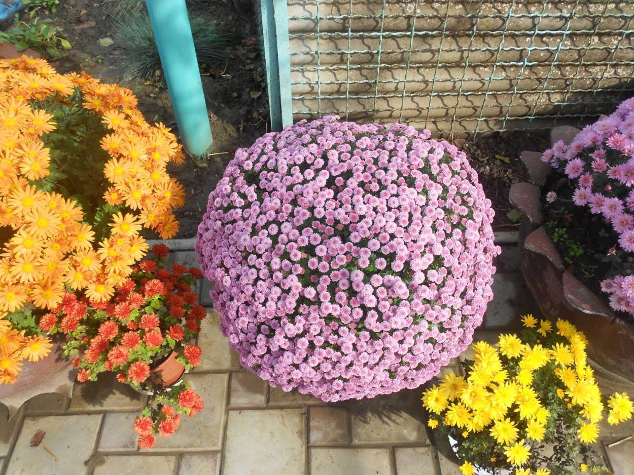 Хризантема Девичья матрикария