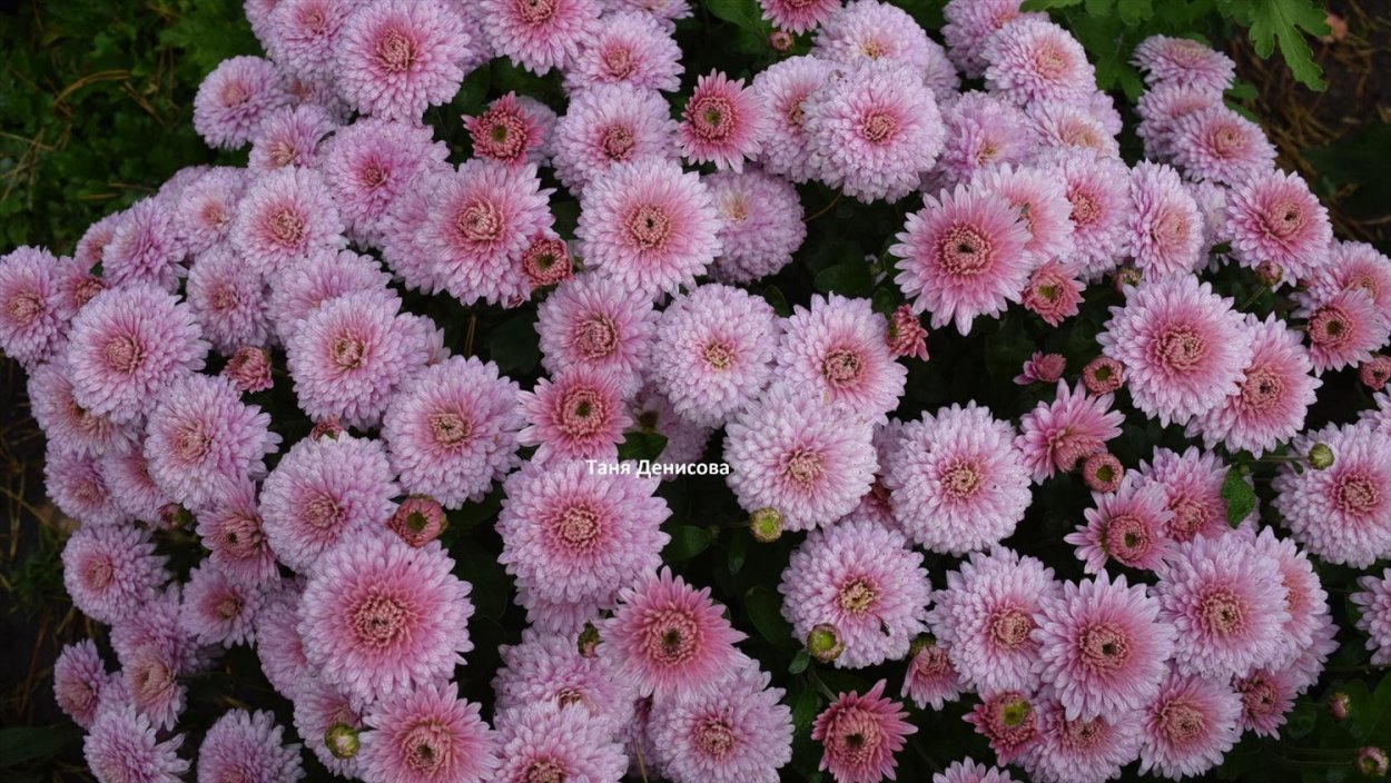 Хризантема brannobless blush Pink